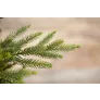 Триумф ель Королевская стройная 100% литая 185 см зеленая - Фото 2
